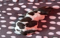 English Springer Spaniel dogs for sale: KC registered English Springer Spaniel puppies - Image 10