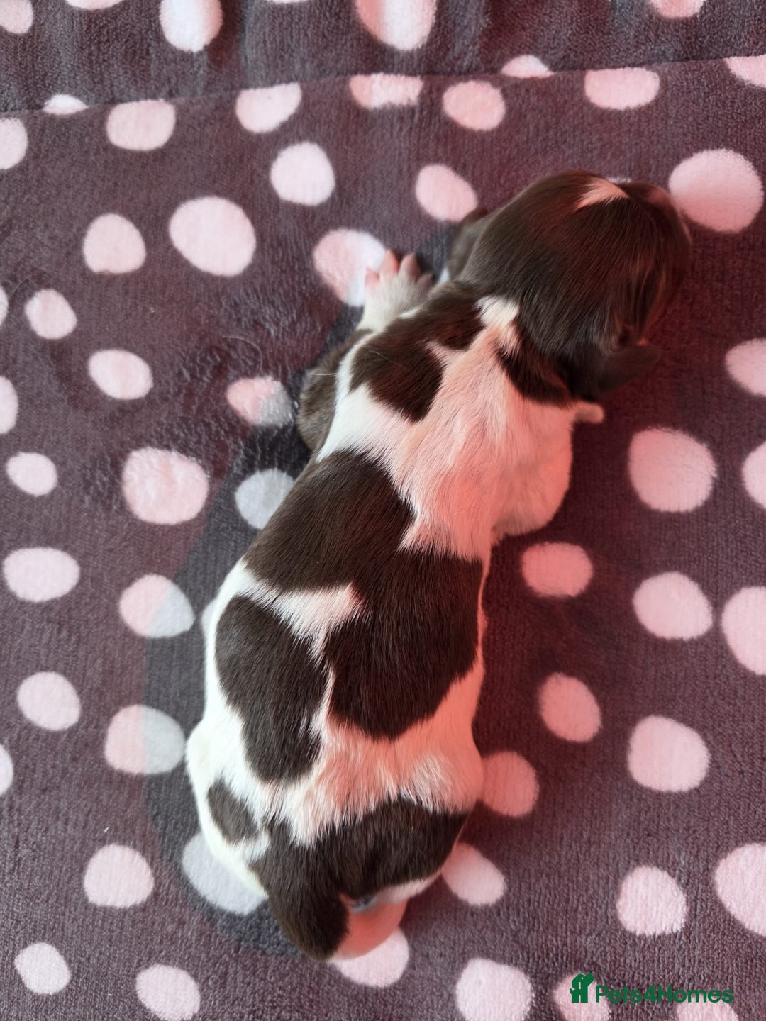 English Springer Spaniel dogs for sale: KC registered English Springer Spaniel puppies - Image 10
