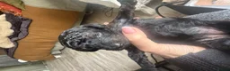 Mixed Breed dogs for sale:  Beautiful Toy Poodle Cross Puppies - Advert 9