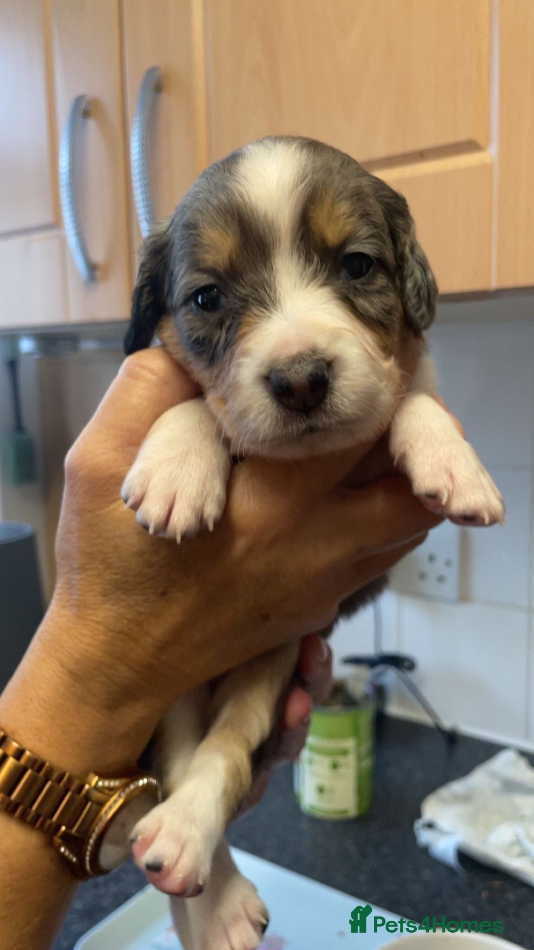 Mixed Breed dogs for sale: Sprollie Puppies  - Image 5