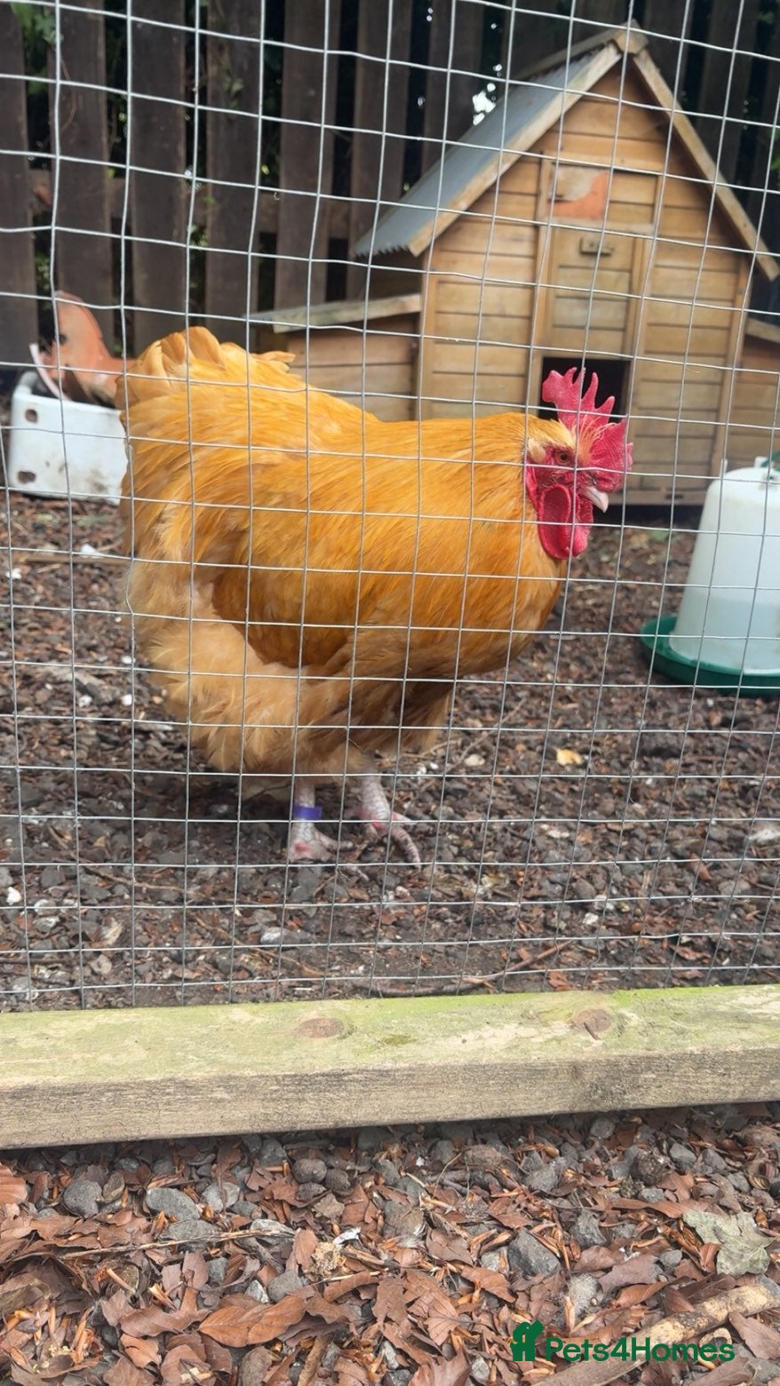 Chickens poultry BUFF ORPINGTON HATCHING EGGS - Advert 1