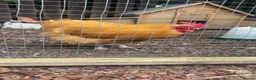 Chickens poultry for sale: BUFF ORPINGTON HATCHING EGGS - Advert 1