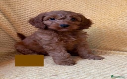 Cockapoo dogs for sale: Beautiful Cockapoo puppies  - Image 7