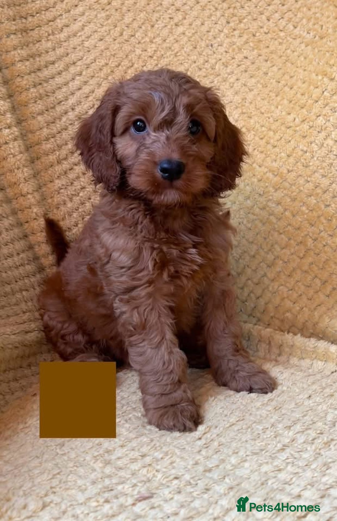 Cockapoo dogs for sale: Beautiful Cockapoo puppies  - Image 7