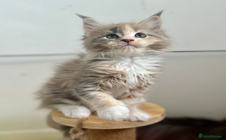 Maine Coon cats - Advert 11