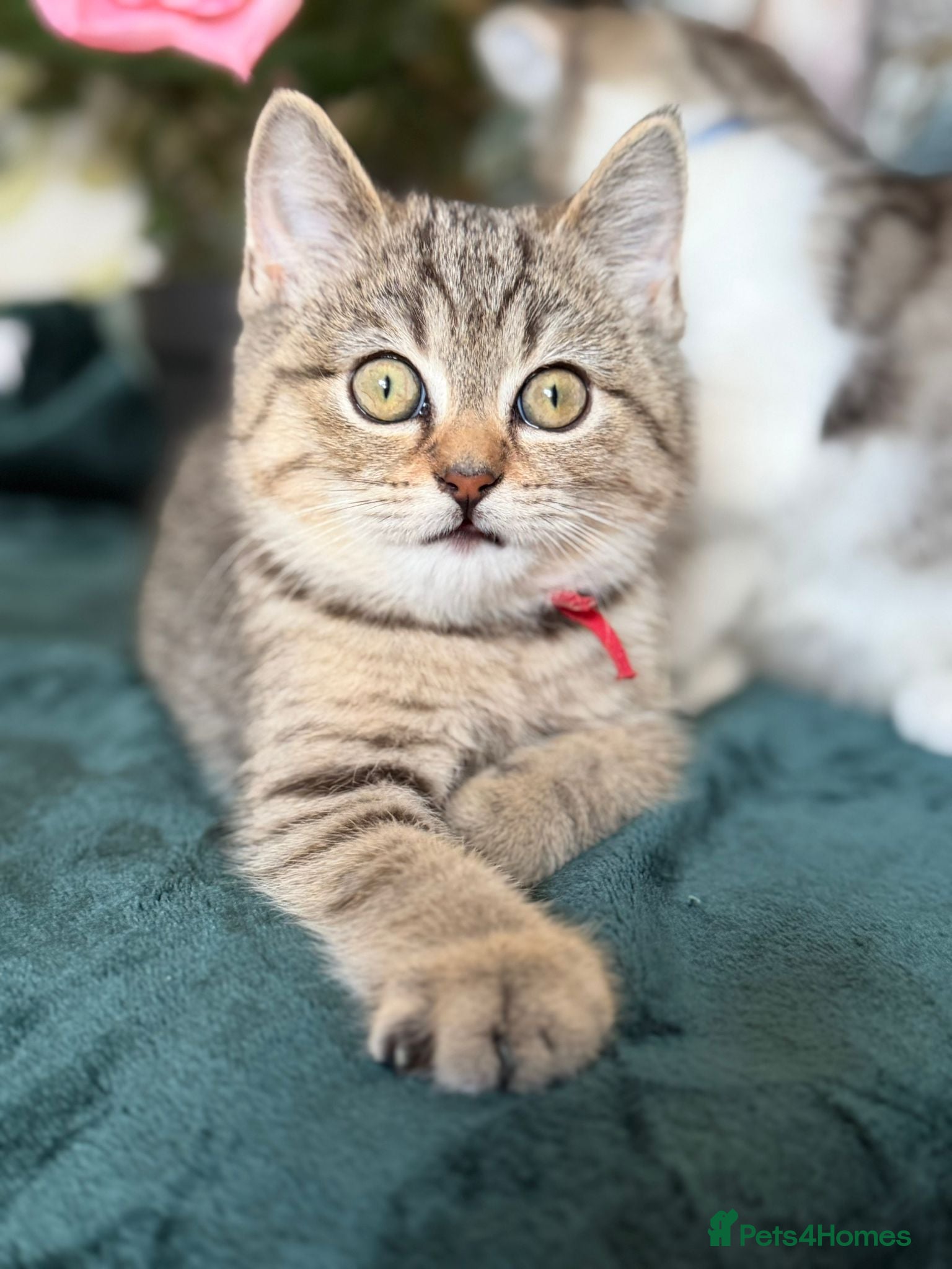 British Longhair cats British Longhair& Shorthair Girls😺 - Advert 17