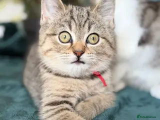 British Longhair cats British Longhair& Shorthair Girls😺 - Advert 17
