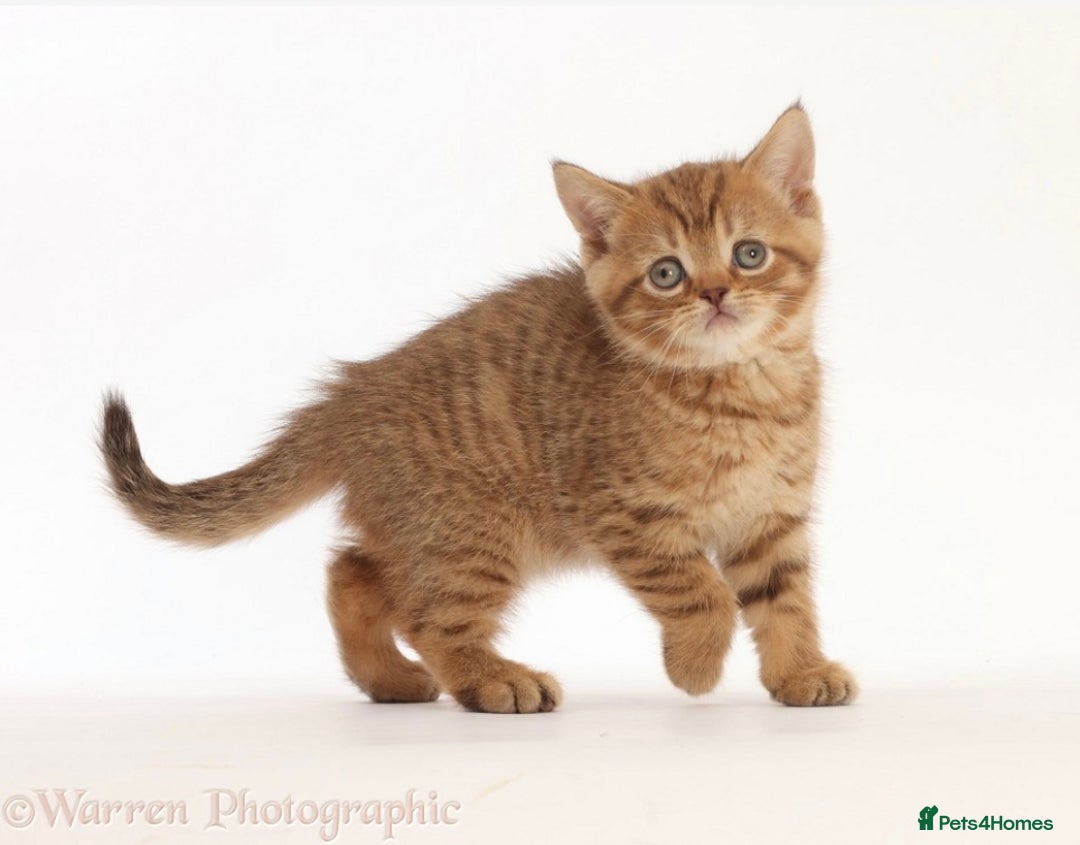 British Shorthair cats for sale: Stunning British shorthair - Image 22