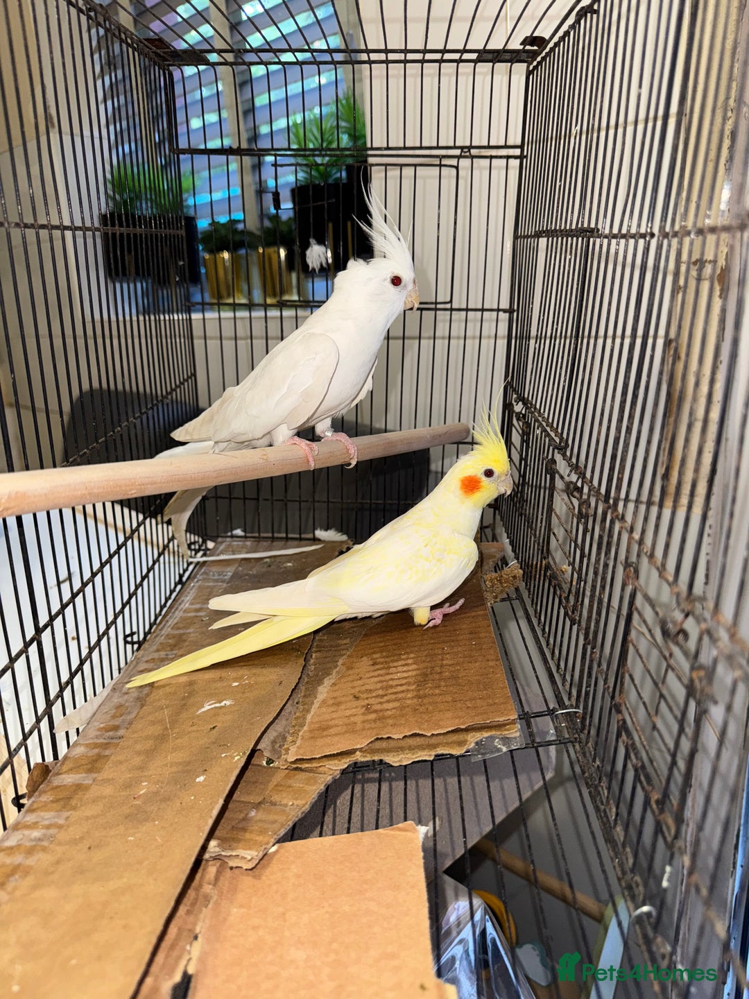 Cockatiels birds for sale:  Cockatiel pair - Advert 3