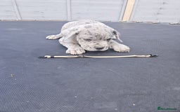 Cane Corso dogs for sale: Look 👀 absolutely stunning cane corso. - Image 33