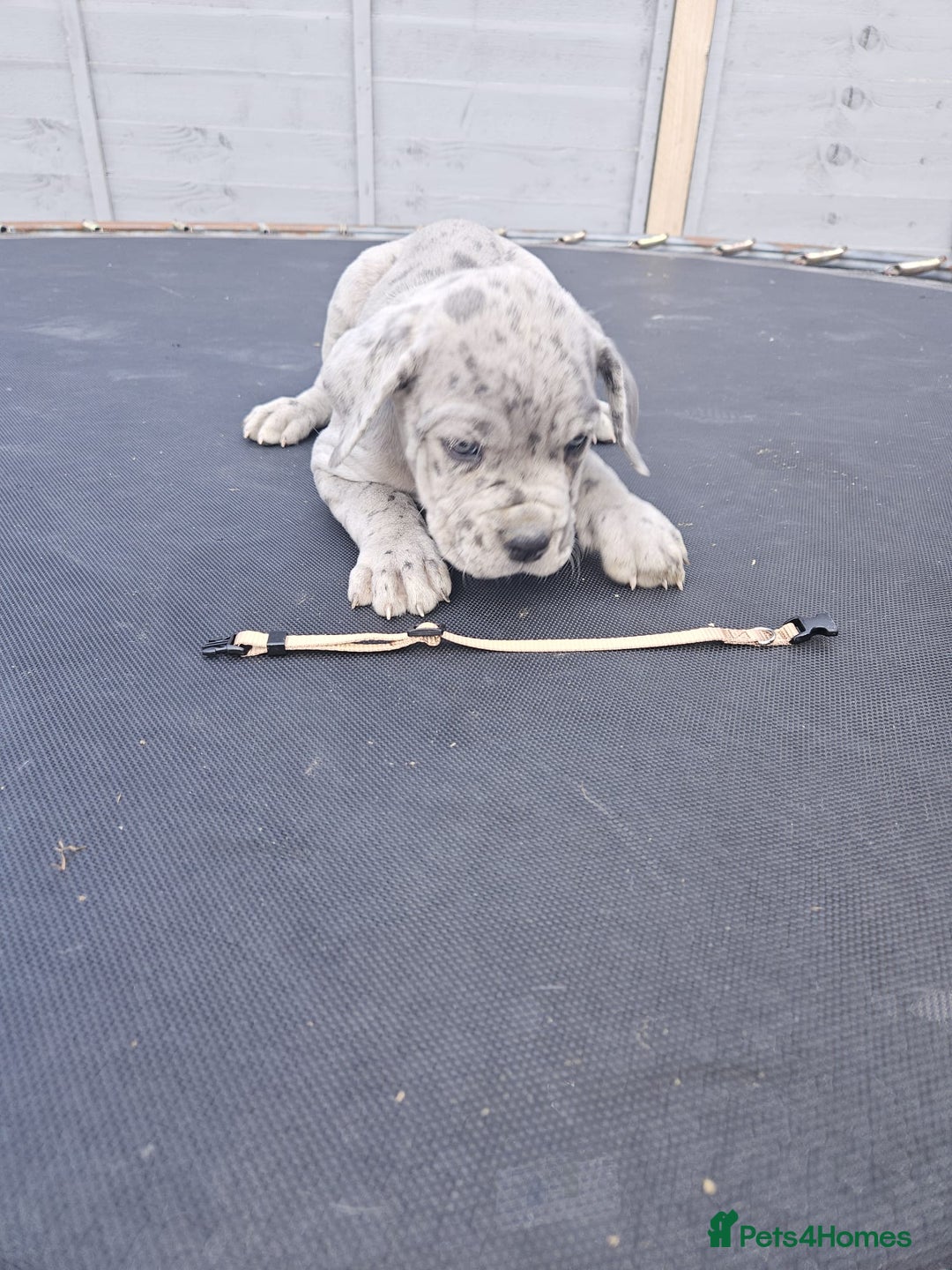 Cane Corso dogs for sale: Look 👀 absolutely stunning cane corso. - Image 33