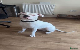 Mixed Breed dogs for sale: Polo  - Image 1