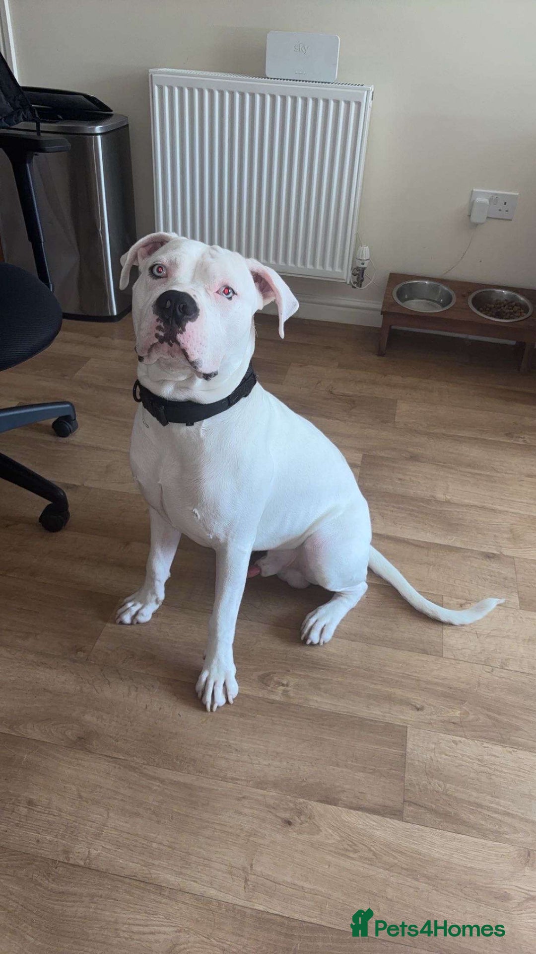 Mixed Breed dogs for sale: Polo  - Image 1