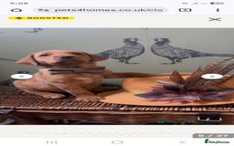 Labrador Retriever dogs for sale: Fox red lab - Image 4