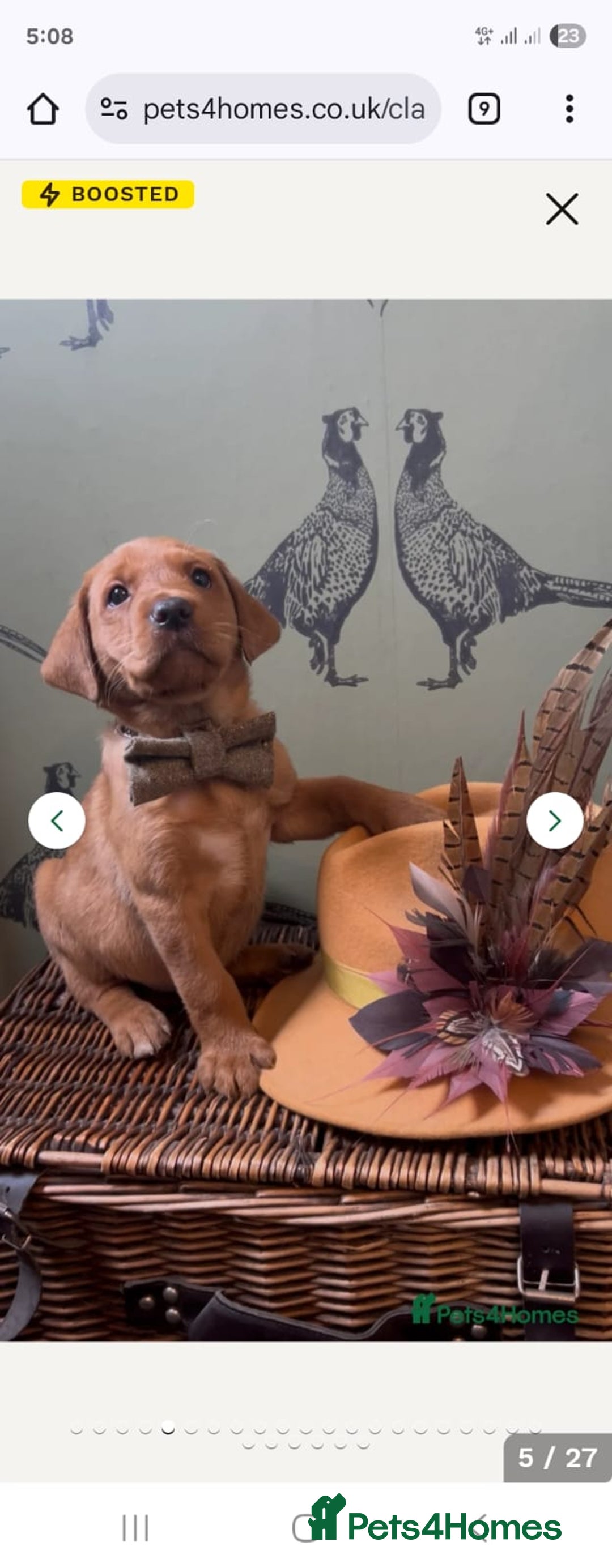 Labrador Retriever dogs for sale: Fox red lab - Image 4