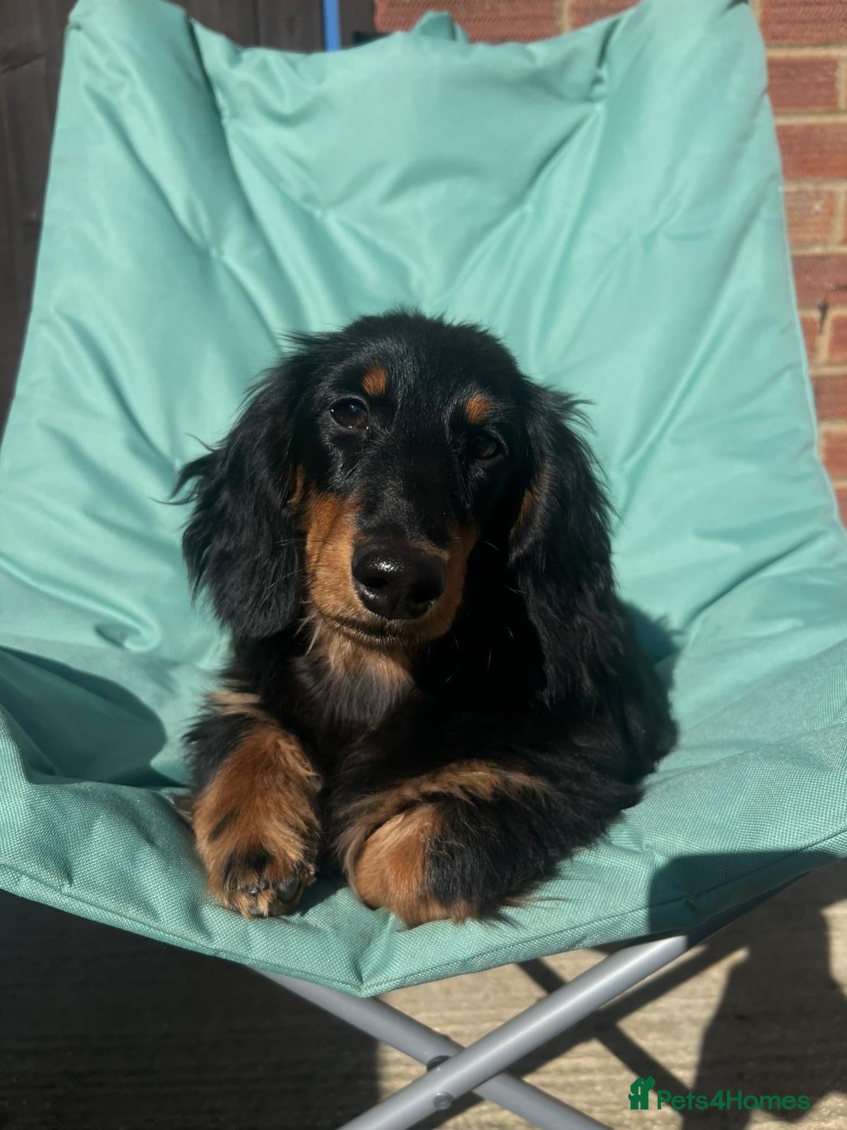 Miniature Dachshund dogs Miniature dachshund  - Advert 17