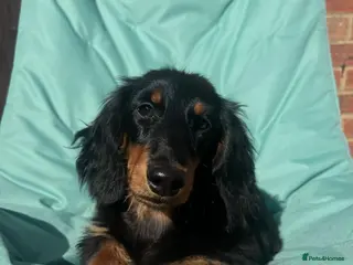 Miniature Dachshund dogs Miniature dachshund - Advert 17