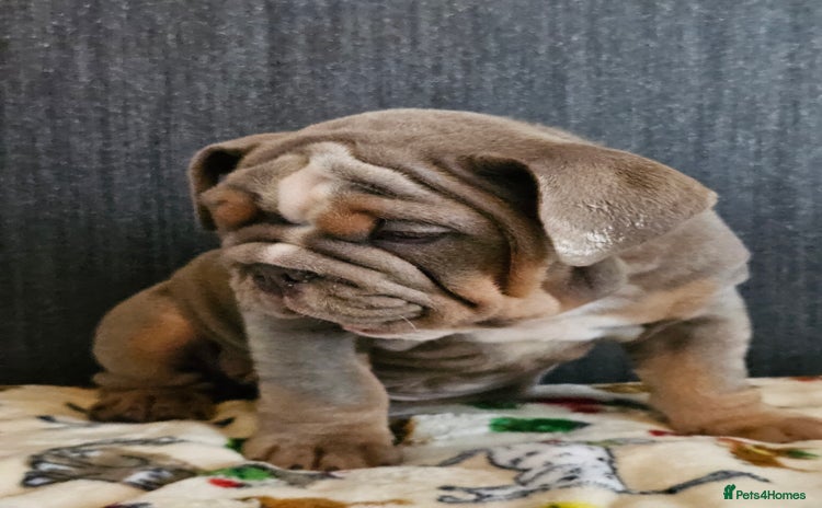 English Bulldog dogs Kc british bulldogs  - Advert 1