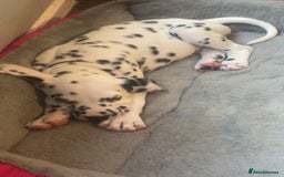 Dalmatian dogs for sale: Male Dalmatian puppy - Image 6
