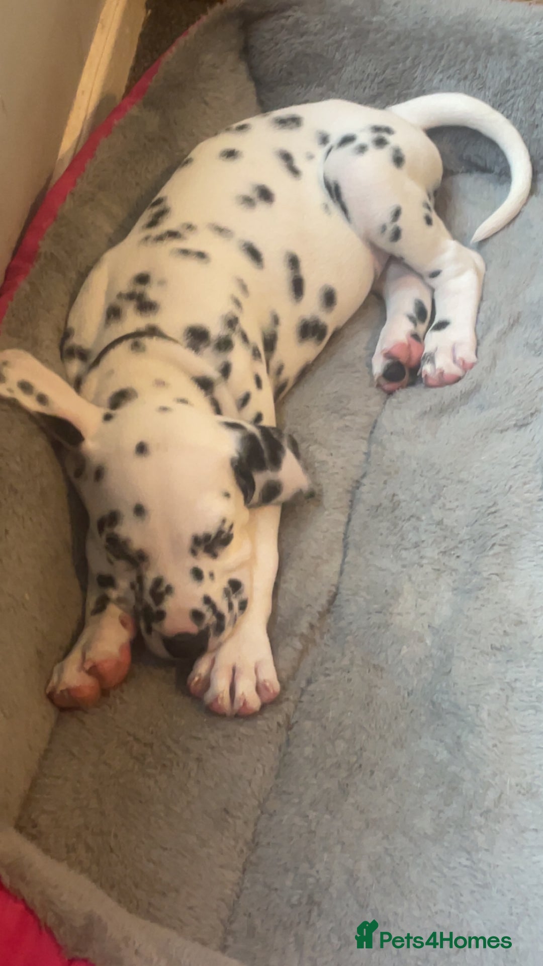 Dalmatian dogs for sale: Male Dalmatian puppy - Image 6