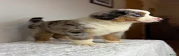 Mixed Breed dogs for sale: ⭐️SUPER RARE BERNESE x AUSTRALIAN SHEPHERD PUPS⭐️ - Advert 7