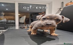 Jack Russell dogs for sale: Pure Jack russell puppies. Ultra-Rare colored.  - Advert 17