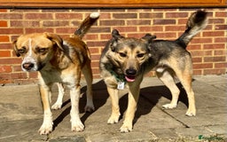 German Shepherd dogs for adoption: Wallie: Saved in the Final Moments - Image 4