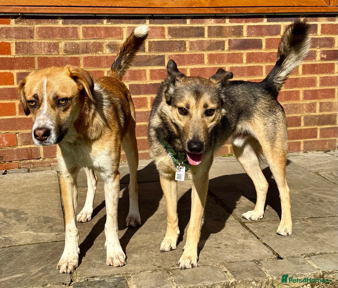 German Shepherd dogs for adoption: Wallie: Saved in the Final Moments - Image 4