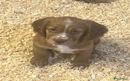 Cocker Spaniel dogs for sale: Working cocker spaniels  - Advert 4