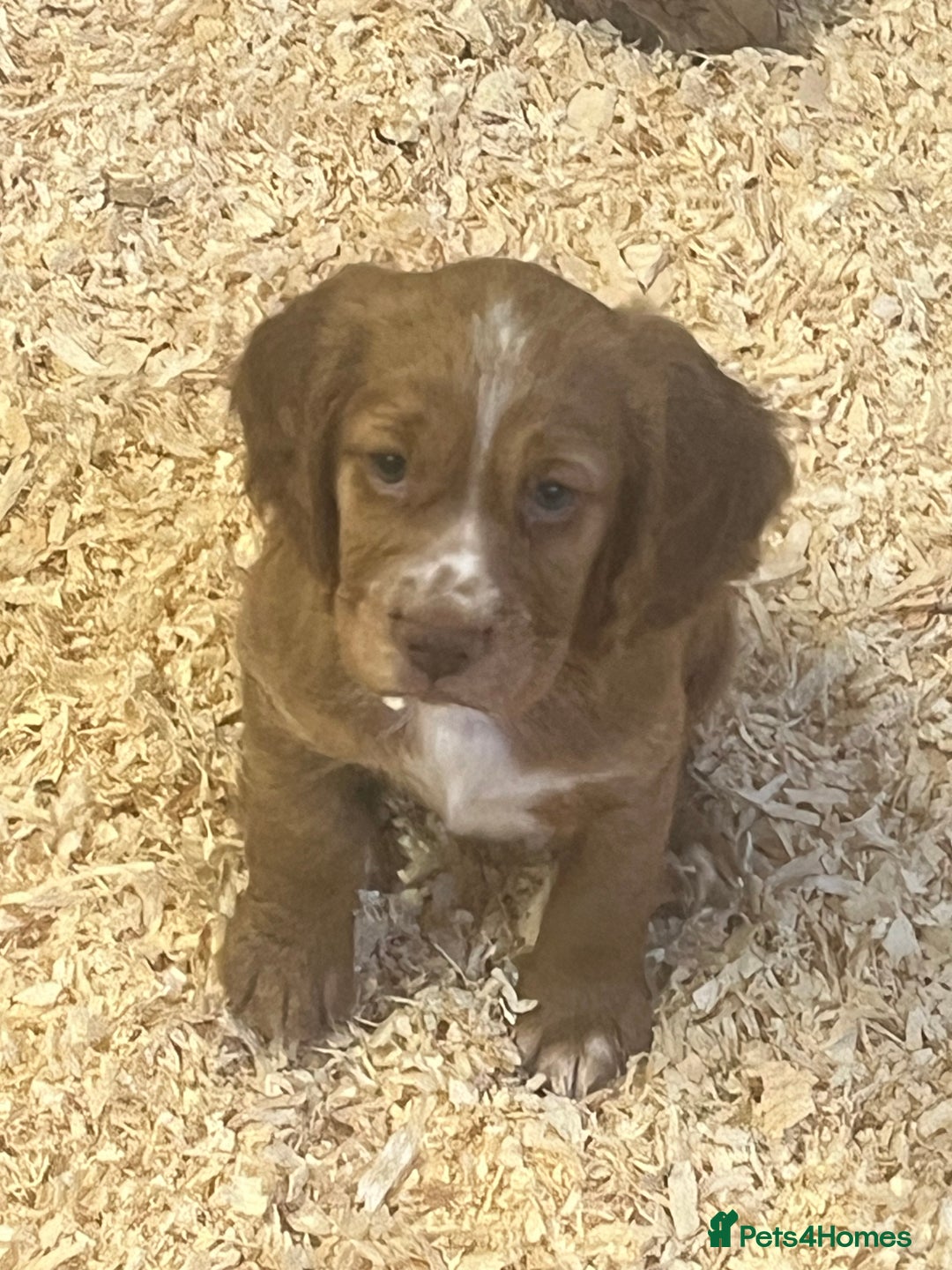 Cocker Spaniel dogs for sale: Working cocker spaniels  - Advert 4