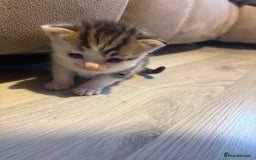 Mixed Breed cats for sale: Gorgeous kittens for sale  - Image 15