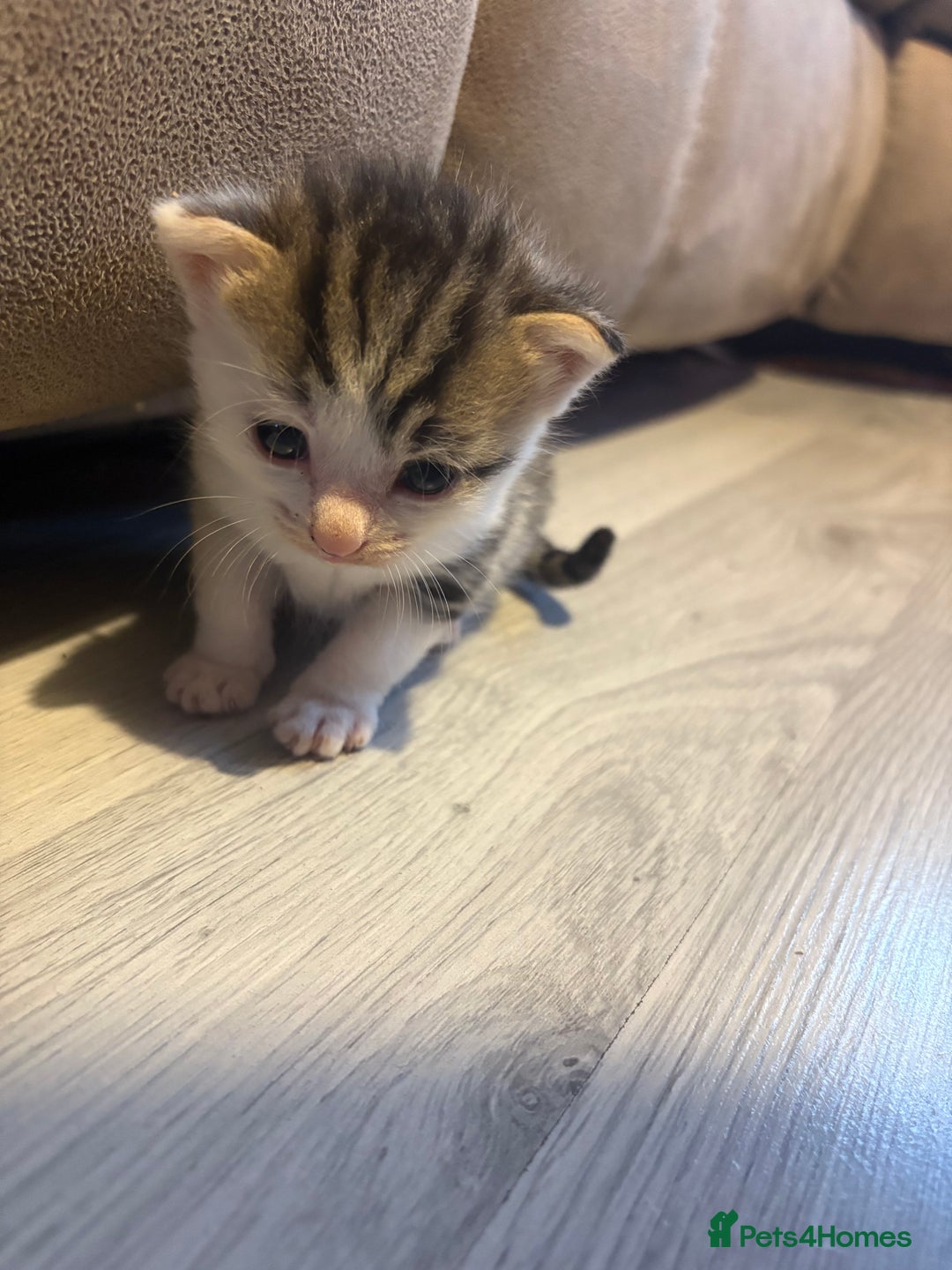 Mixed Breed cats for sale: Gorgeous kittens for sale  - Image 15