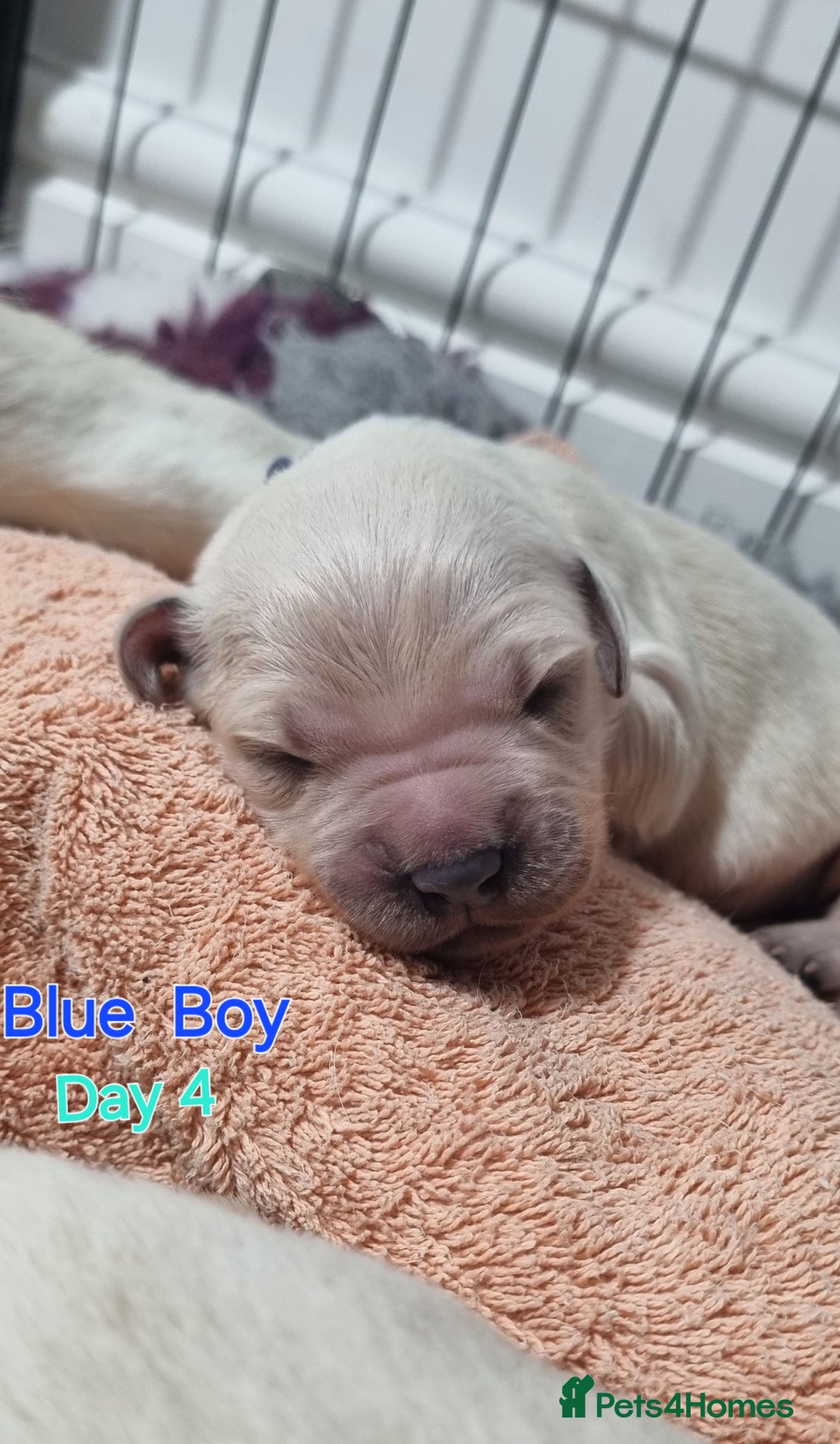 Golden Retriever dogs for sale: Golden Retriever Pups-FULLY HEALTH TESTED PARENTS  - Advert 8