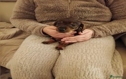 Dachshund dogs for sale: Adorable miniature daschunds - Image 7