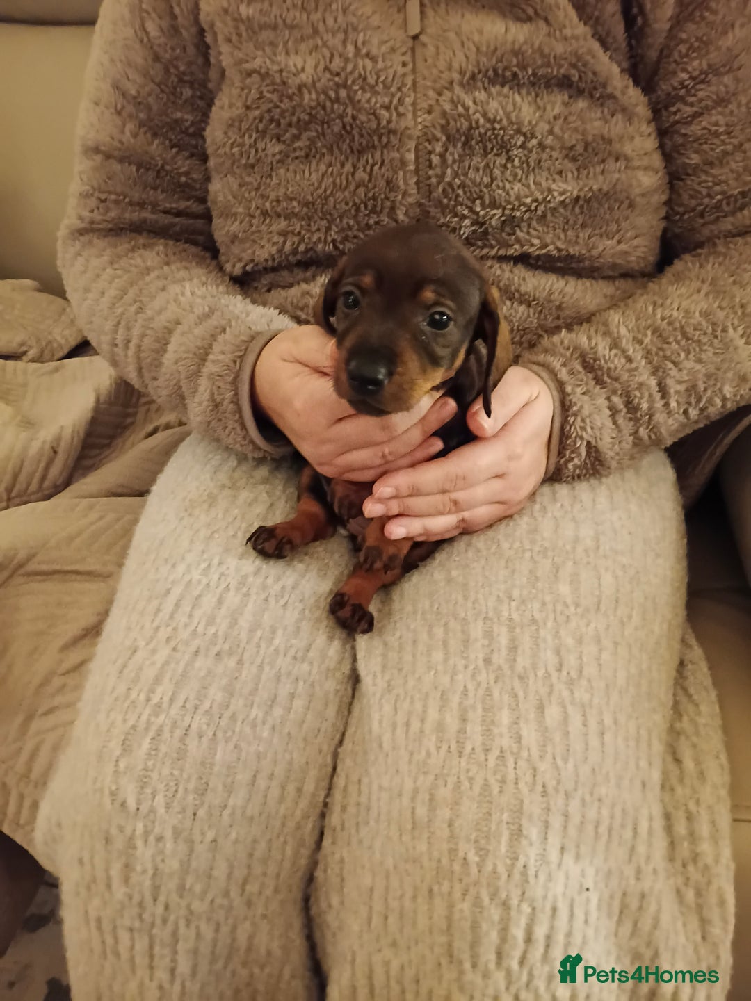 Dachshund dogs for sale: Adorable miniature daschunds - Image 7