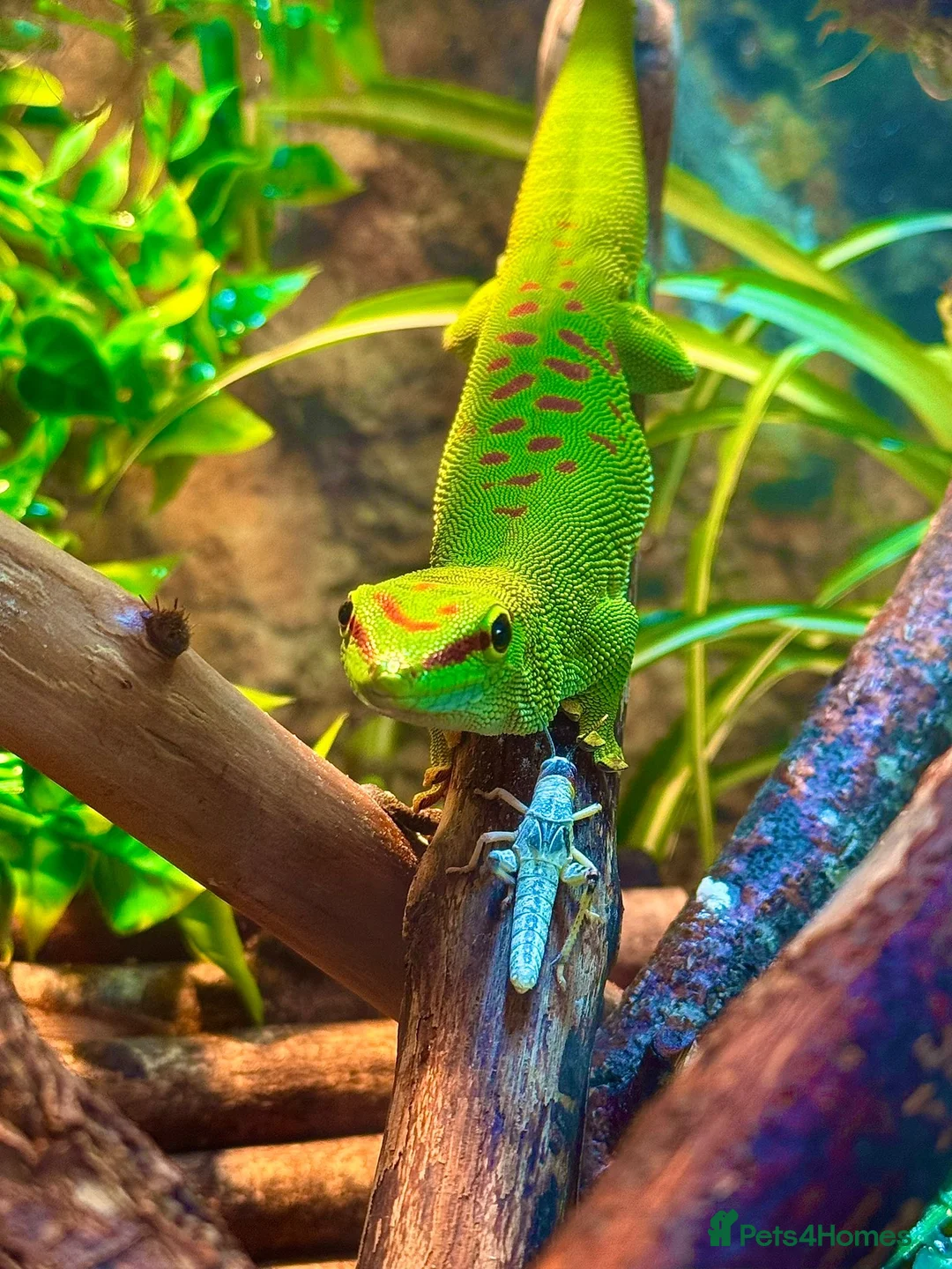 Gecko reptiles for sale: Madagascar Giant Day Gecko & Full Set Up.  - Advert 3