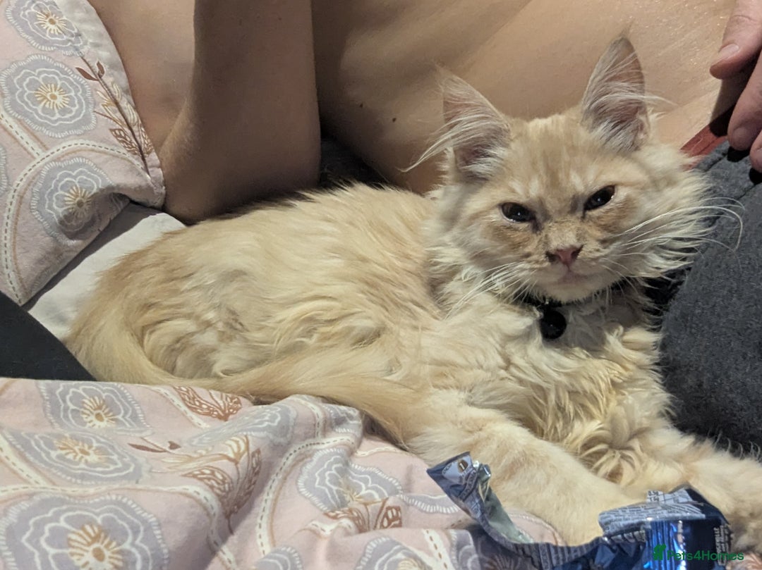 Maine Coon cats for sale: Maincoon - Advert 1