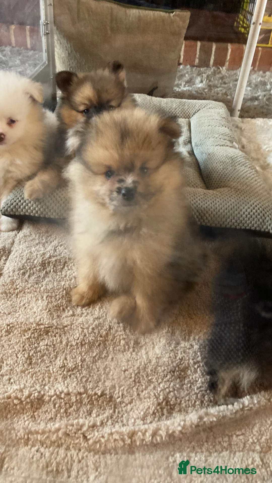 Pomeranian dogs for sale: Stunning litter of 6 Pomeranian Pups - Advert 22