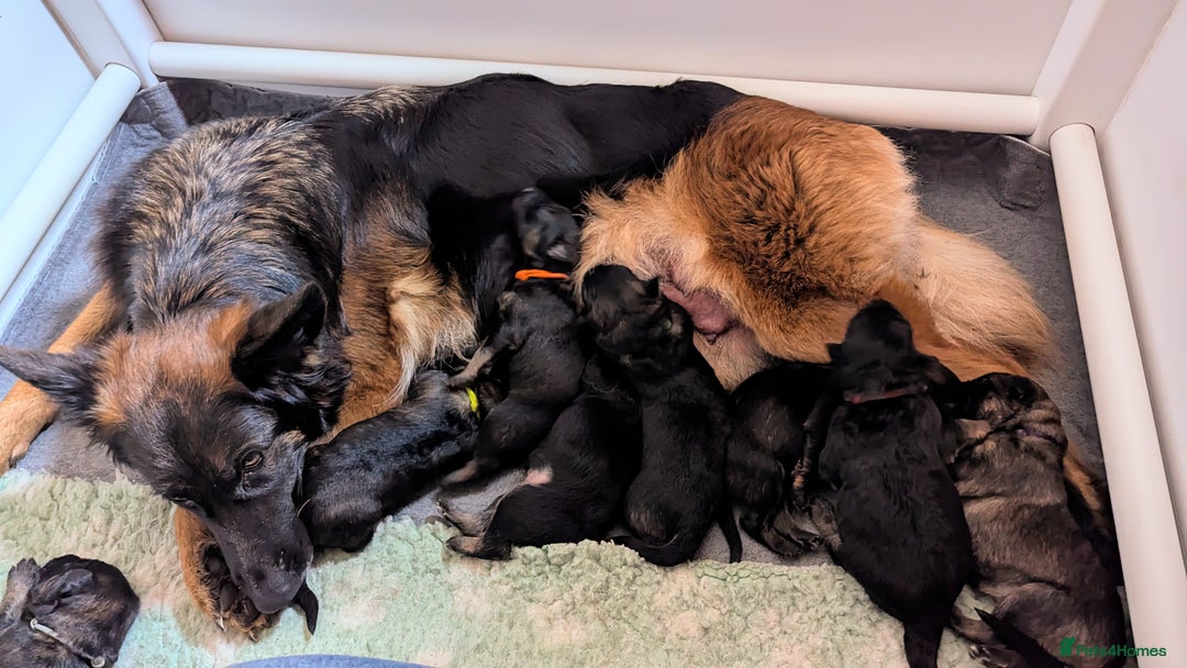 German Shepherd dogs for sale: Beautiful KC German Shepherd Puppies health tested - Image 6