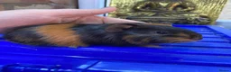 Guinea Pig rodents for sale: Gunieapigs ready to be reserved  - Advert 2