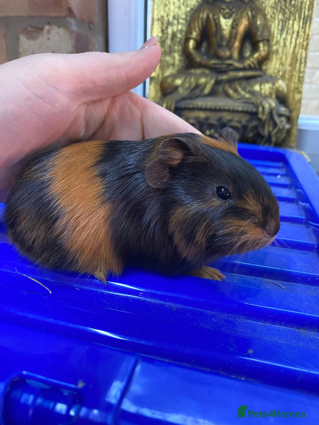 Guinea Pig rodents for sale: Gunieapigs ready to be reserved  - Advert 2
