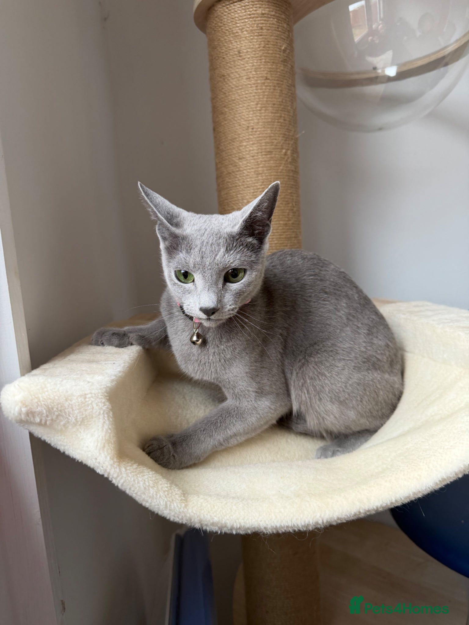 Mixed Breed cats British Shorthair/ Russian Blue cross kittens.  - Advert 9
