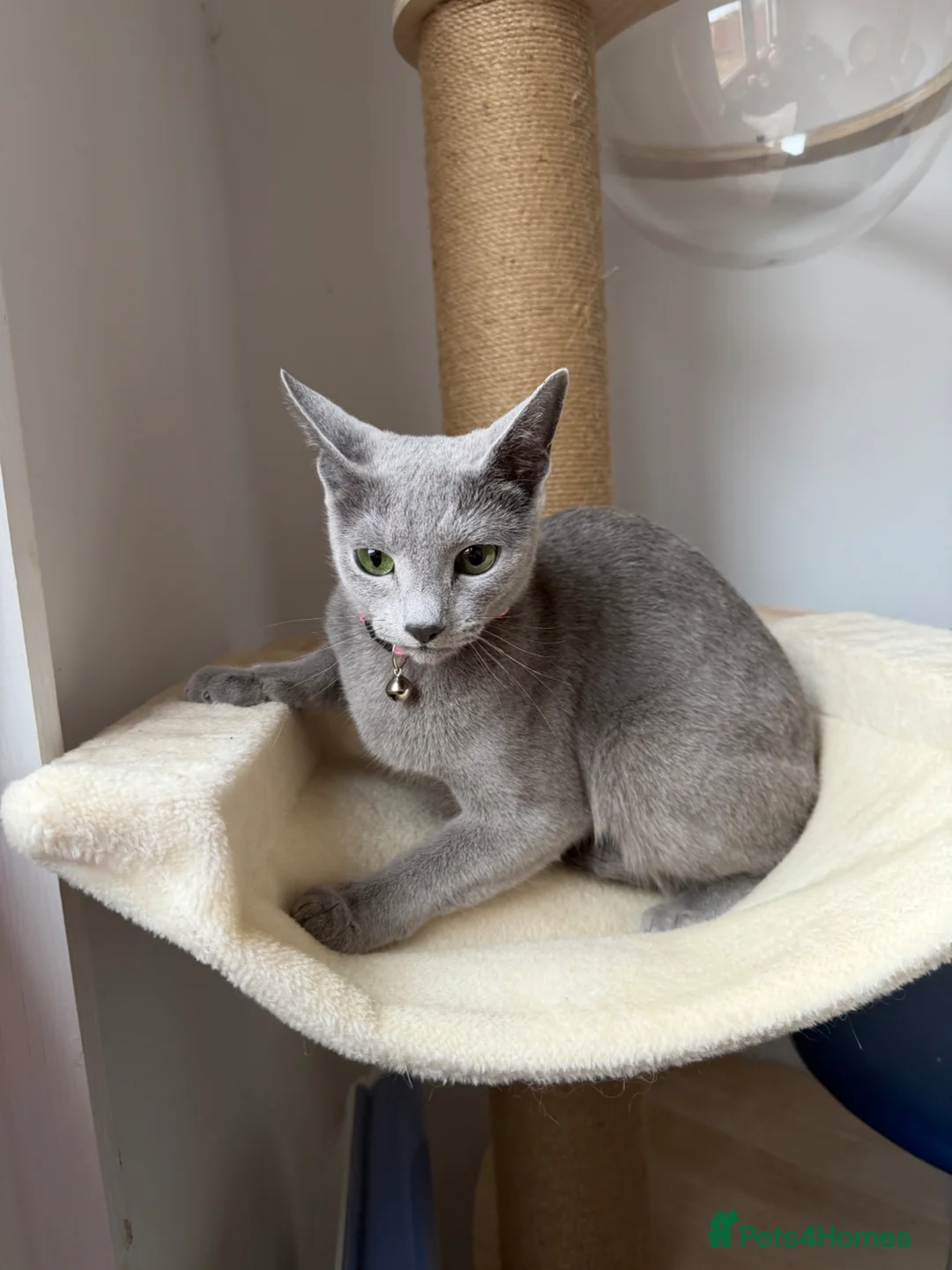 Mixed Breed cats for sale: British Shorthair/ Russian Blue cross kittens.  - Advert 2