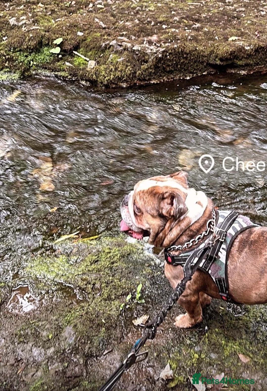 English Bulldog dogs for stud: 🔥 STUD SERVICE AVAILABLE 🔥 - Advert 2