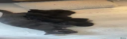Mixed Breed cats for sale: 5 Beautiful Black Mixed Breed Kittens - Advert 4