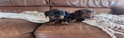 Miniature Dachshund dogs for sale: Gorgeous puppies available  - Advert 4