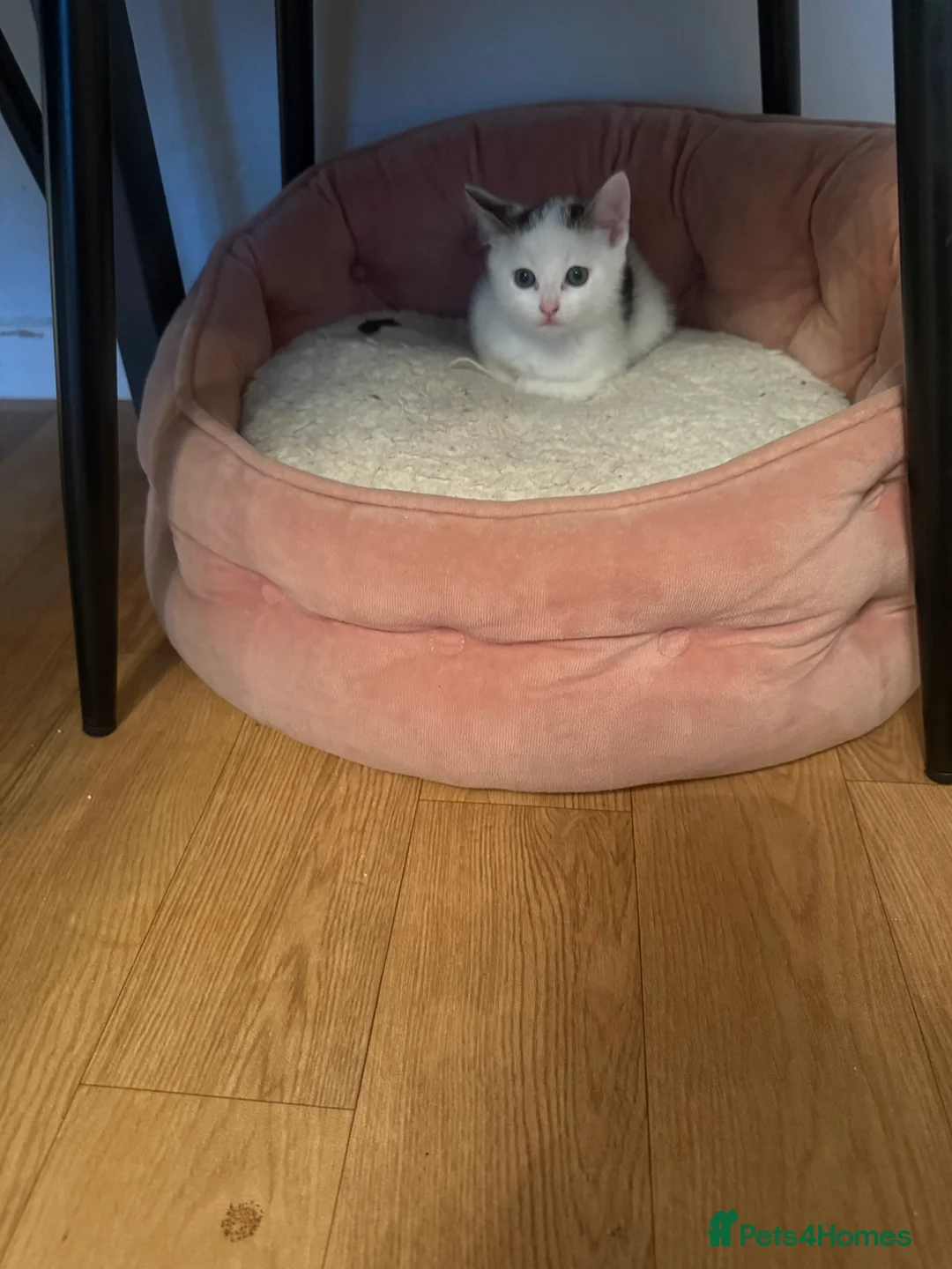 Domestic Shorthair cats for sale: Short Haired Kittens 2 Males & 1 Female Vaccinated - Advert 4