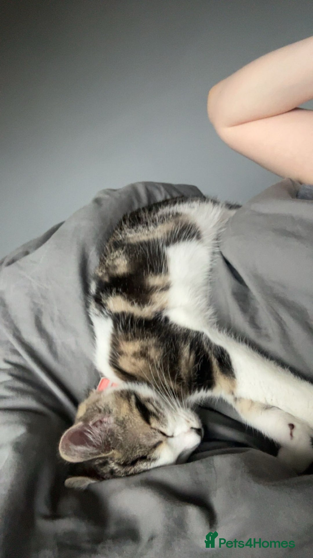 Mixed Breed cats for sale: Kitten for sale - Advert 3