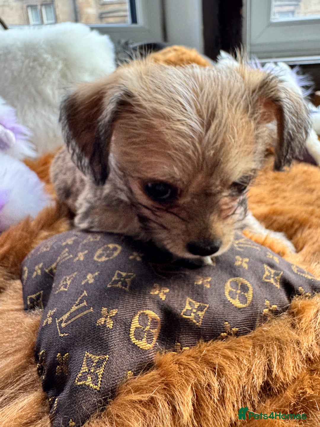 Mixed Breed dogs for sale:  Bichon x chihuahua ready now £800 - Image 2