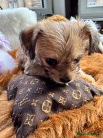 Mixed Breed dogs - Advert 8